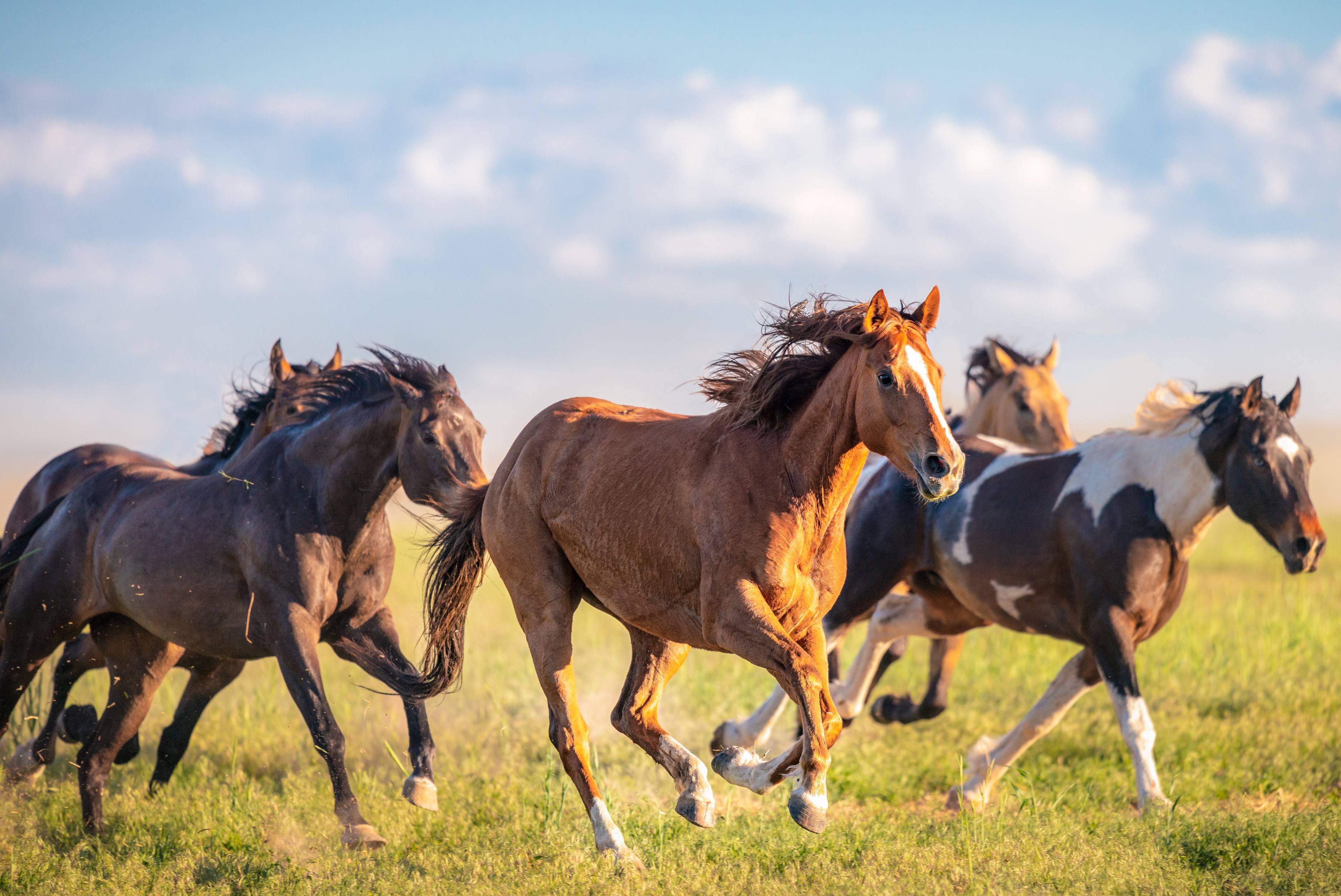 Colorado Wild Horse Working Group